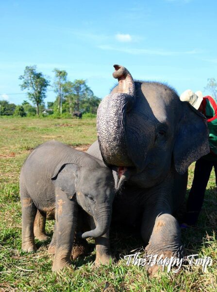 elephant in Way Kambas