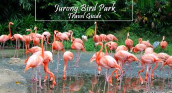 JURONG BIRD PARK TRAVEL GUIDE | ATTRACTIONS, ITINERARY, BUDGET